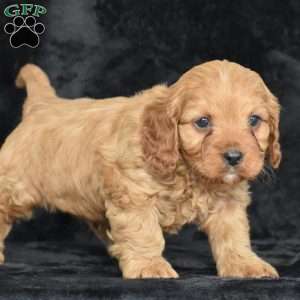 Rascal, Cavapoo Puppy